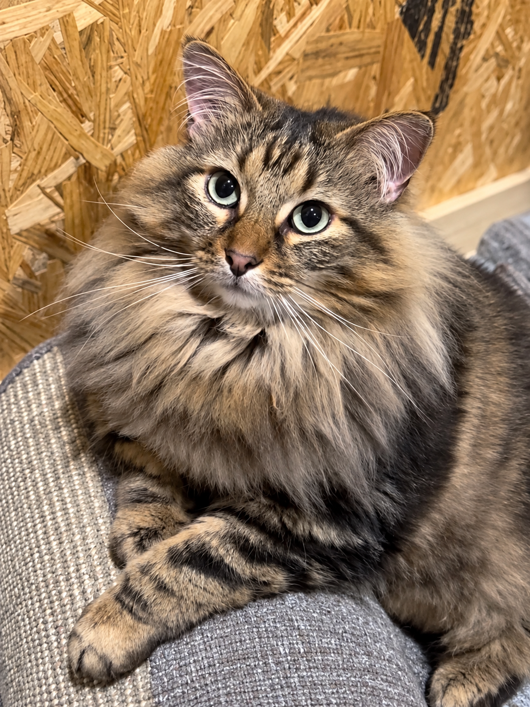 Bandit, a fluffy long-haired tabby, relaxing with his front paws crossed