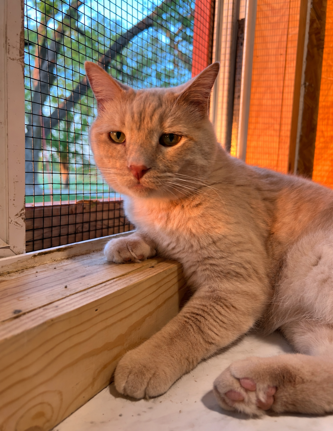 Brody, a sweet cream-colored tabby, relaxing beside a sanctuary window