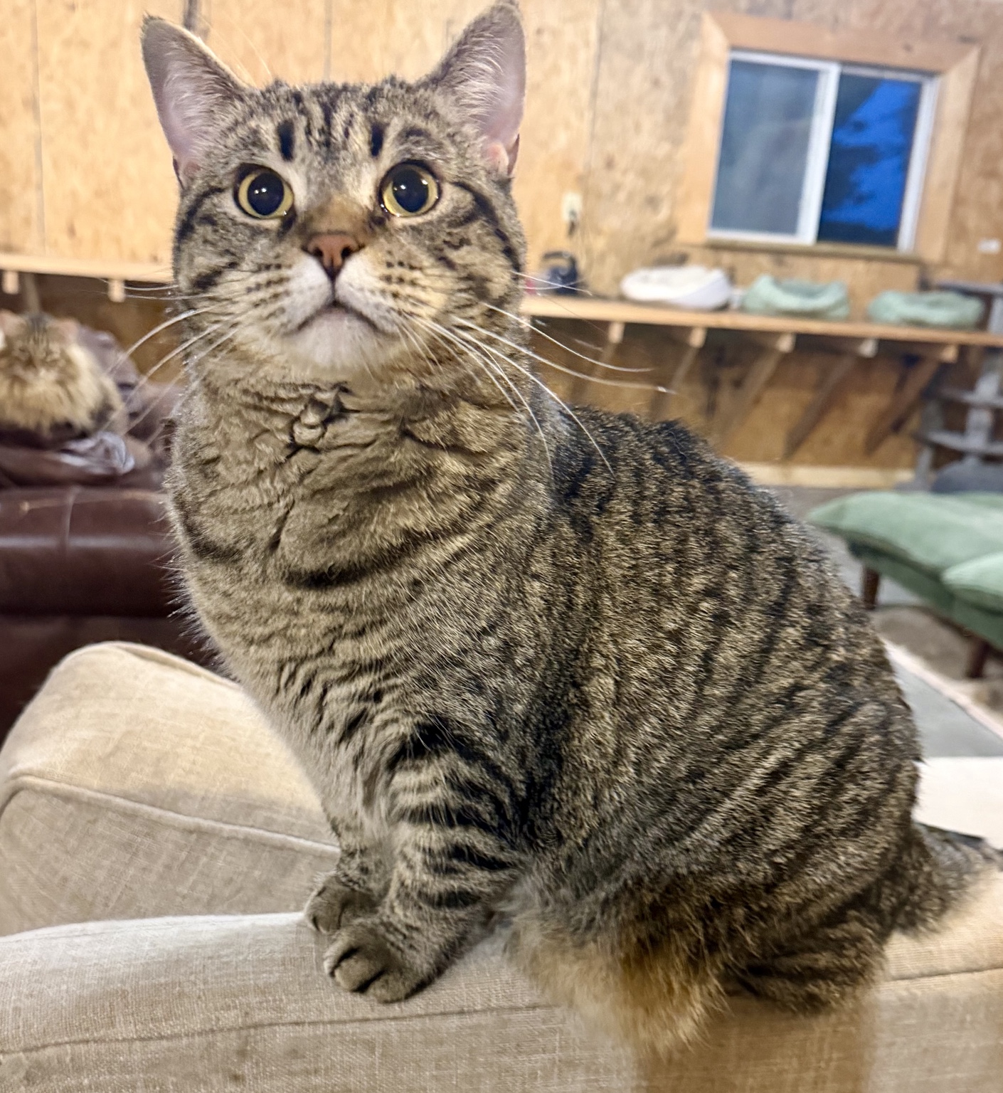 Chloe, a brown tabby with wide golden eyes, sitting on a sanctuary couch