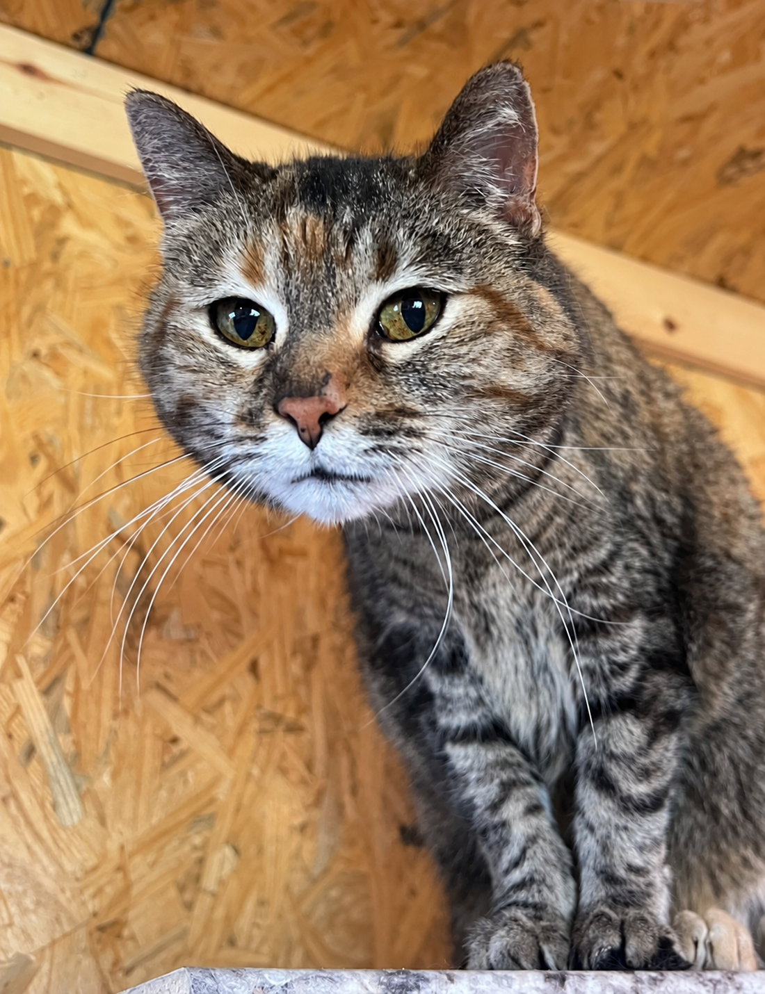 Cleo, a senior tabby cat with golden-green eyes, sitting at the sanctuary