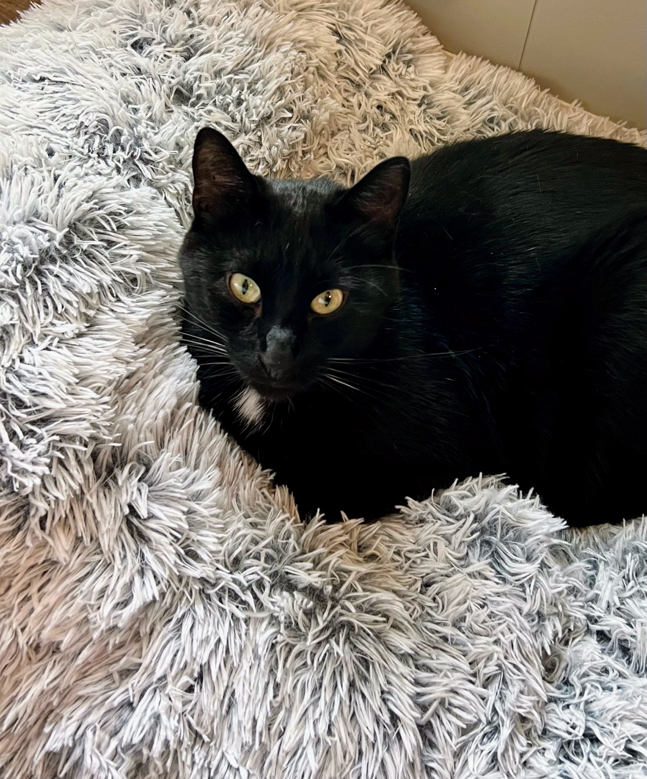 CoCo, a black cat with a small white chest patch, resting on a fluffy blanket
