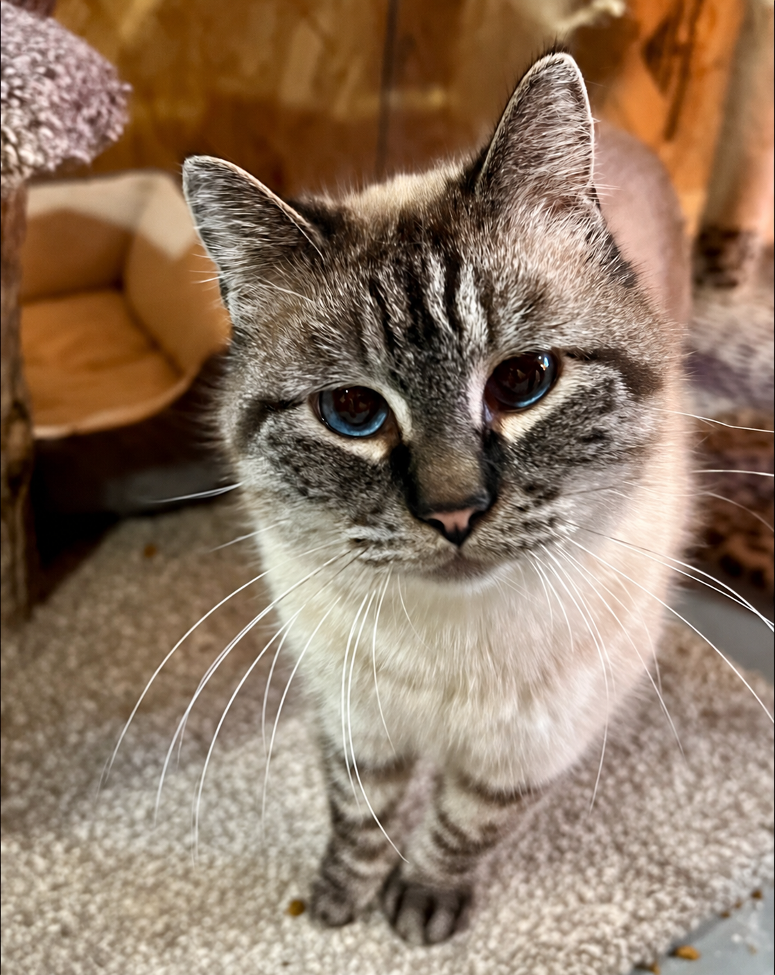 Dempsey, a blue-eyed Siamese mix with tabby markings, looking up at the camera