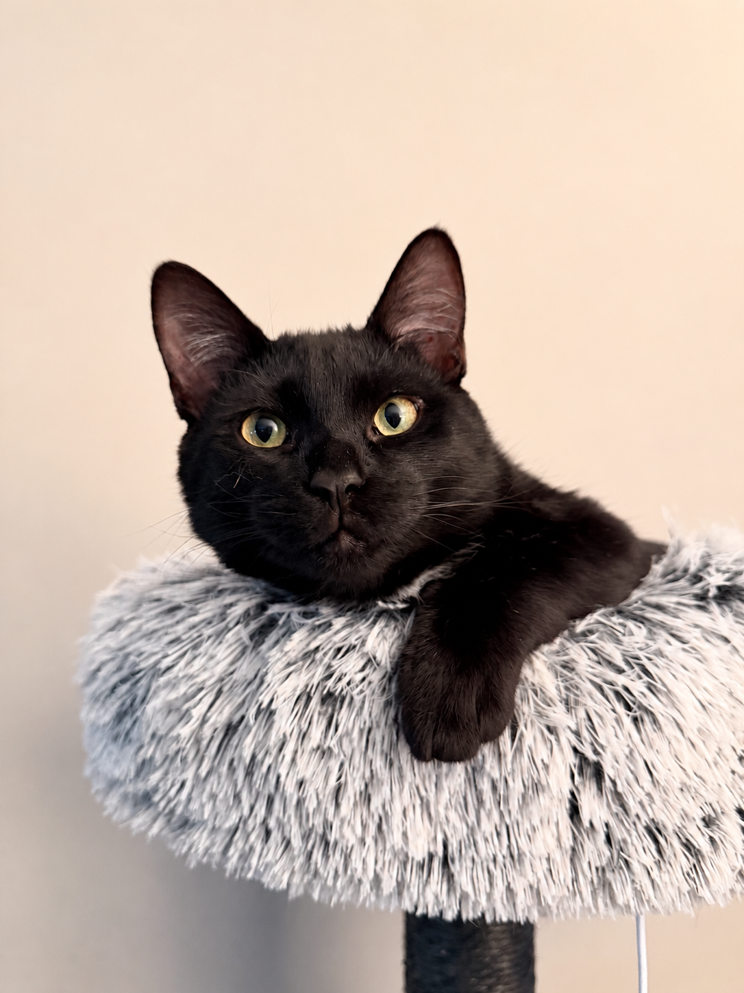 Fury, a black cat, resting in a fluffy cat tree bed with one paw hanging over the edge