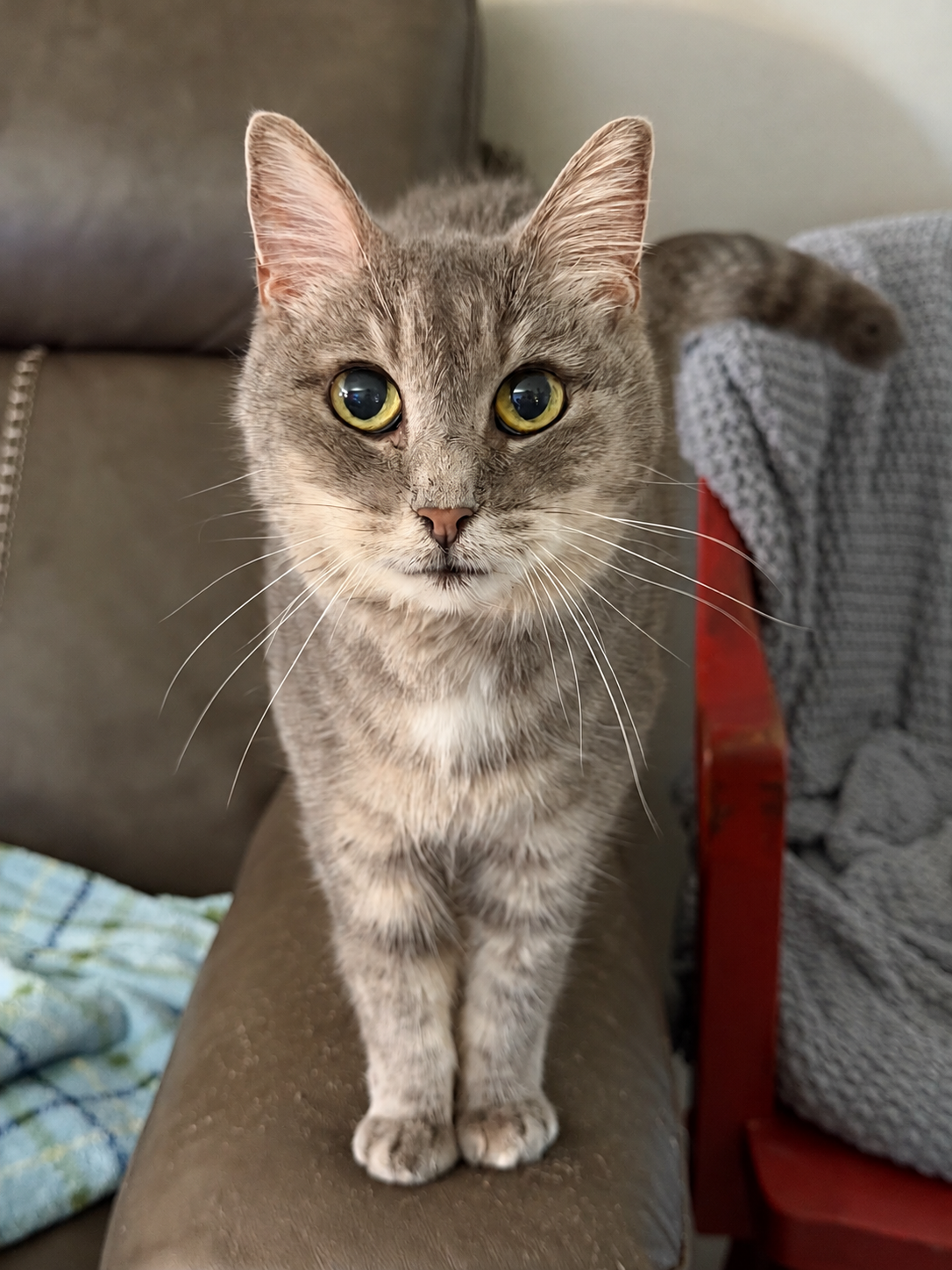 Gracie, our senior gray tabby with golden eyes, standing on a couch