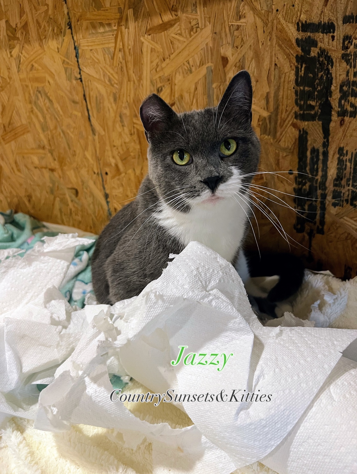 Jazzy, a gray-and-white cat with green eyes, sitting among paper towels at the sanctuary