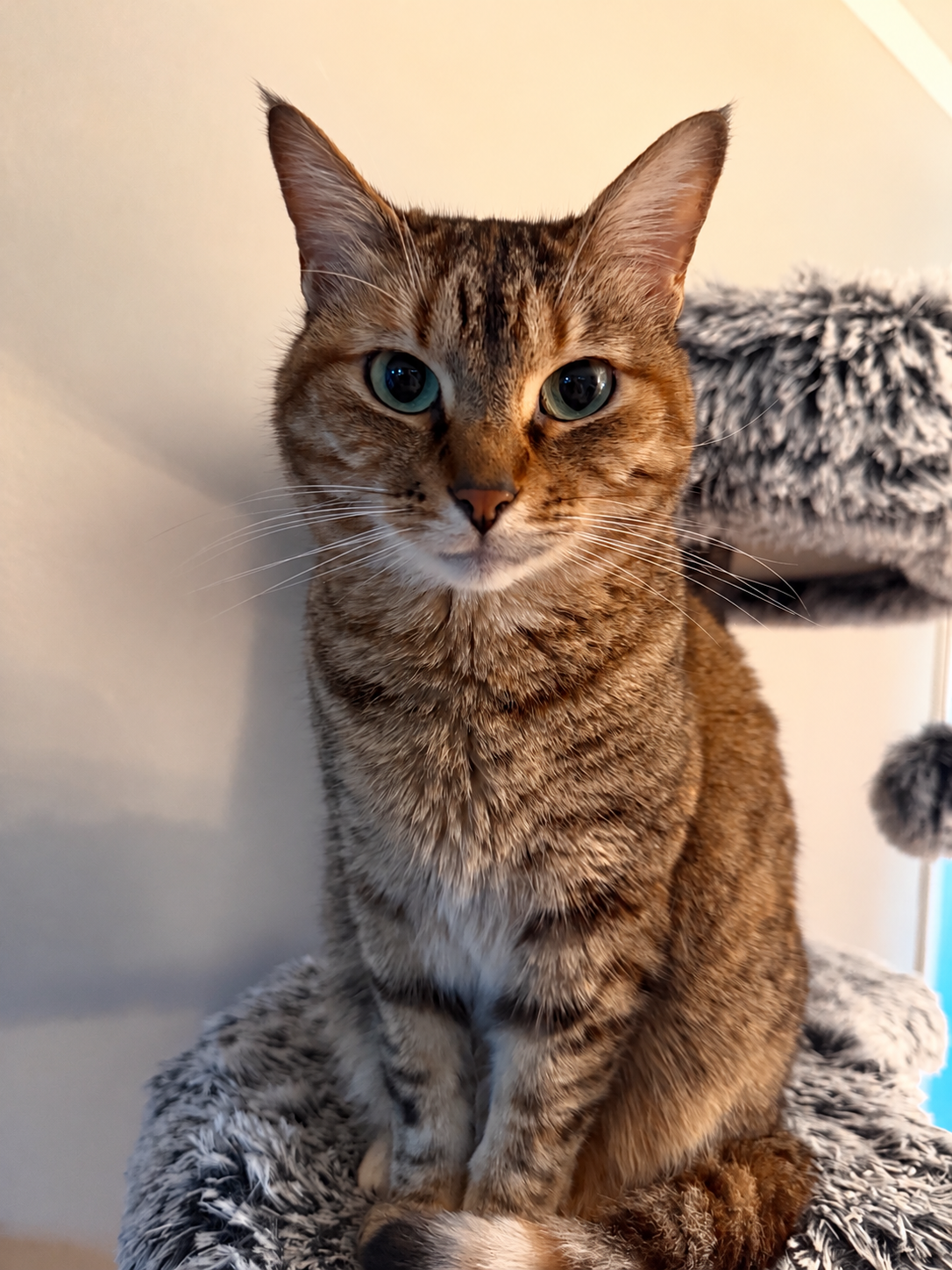 Lil Dany, a petite tabby cat, sitting on a cat tree