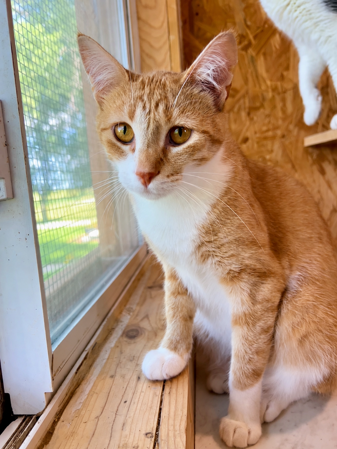 Lil Pumpkin, an orange-and-white cat with golden eyes, sitting beside a sanctuary window