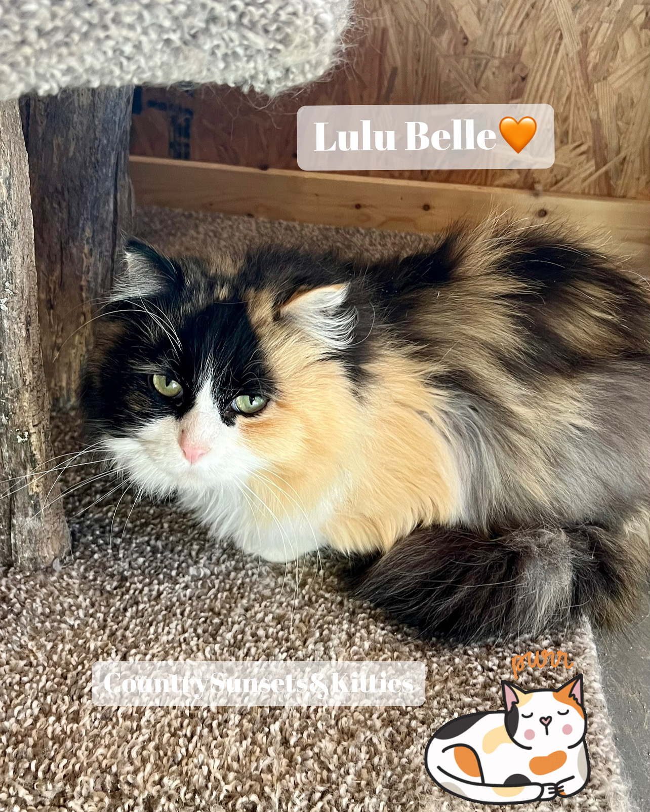 LuLu Belle, a fluffy calico cat with green eyes, relaxing at the sanctuary