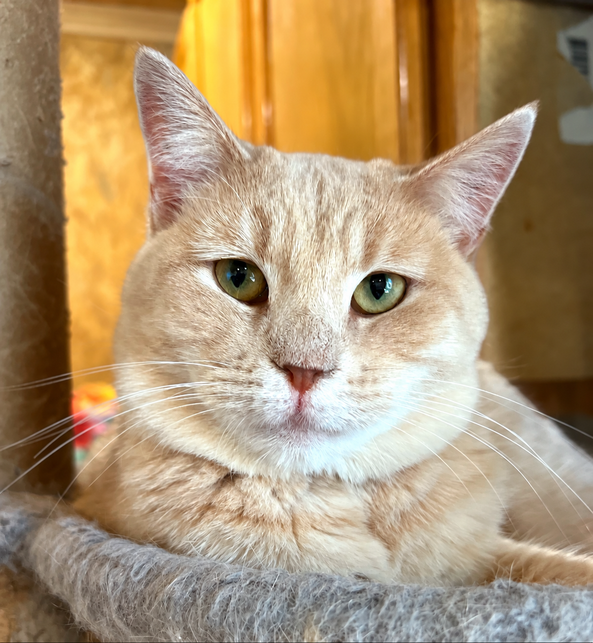 Meg, a cream-colored tabby with green eyes, resting in a gray cat tree bed