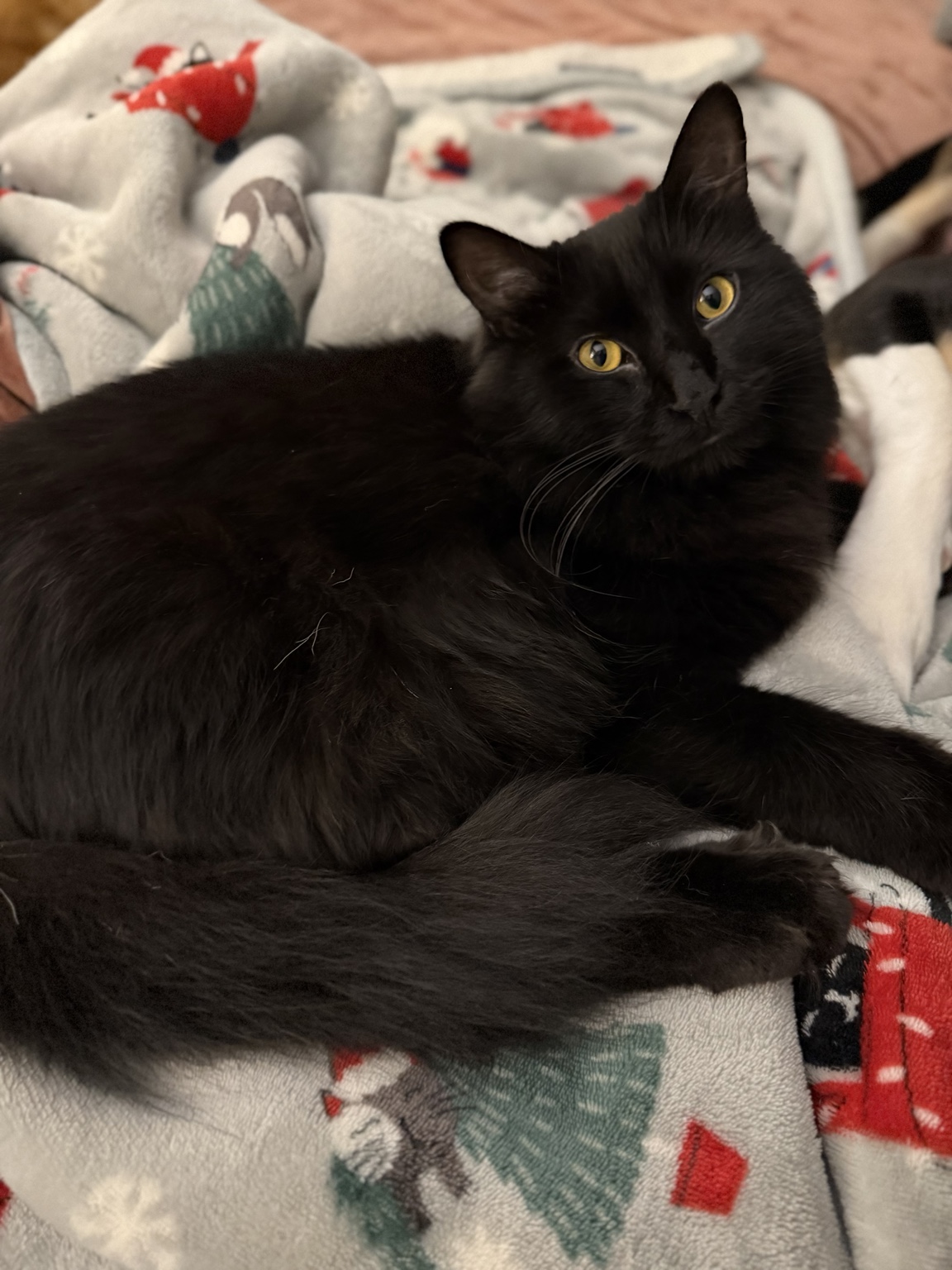 Nitschke, a fluffy black cat with golden eyes, relaxing on a patterned blanket