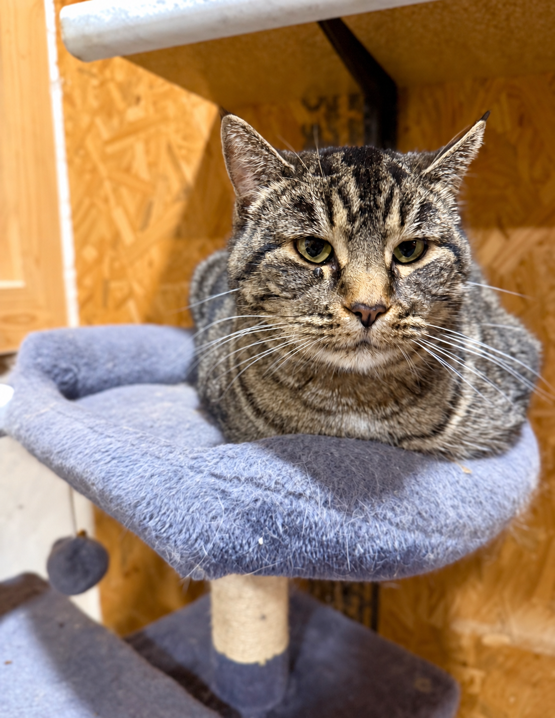 Polly Anna, a brown tabby cat, resting in a cozy gray cat tree bed