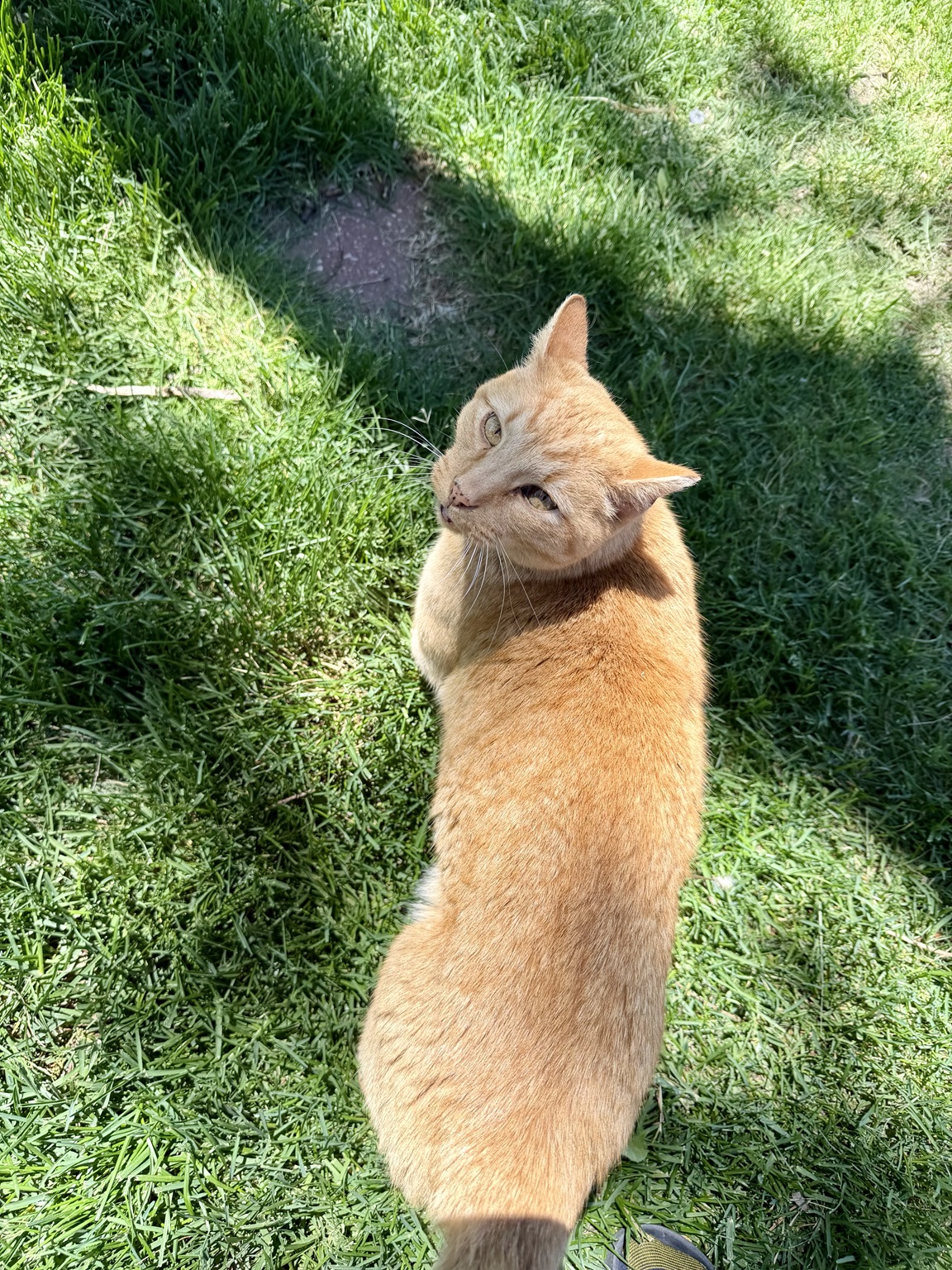 Rambo, our orange tabby, enjoying the sunshine in the grass