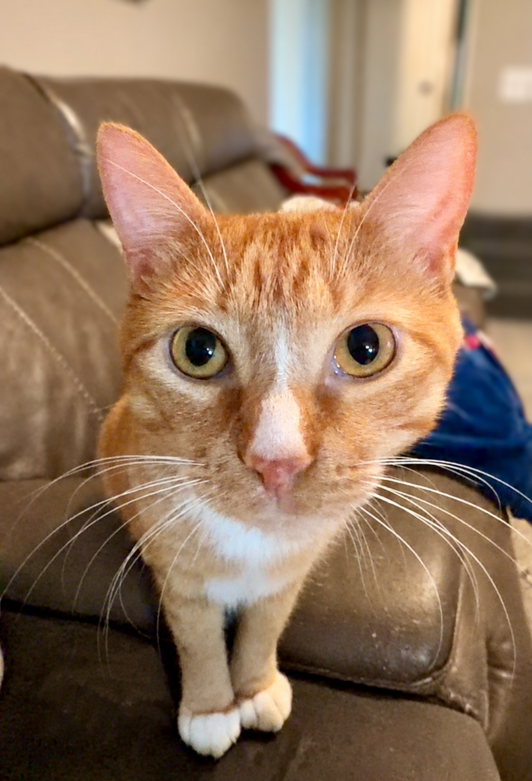 Reggie, an orange tabby with white markings