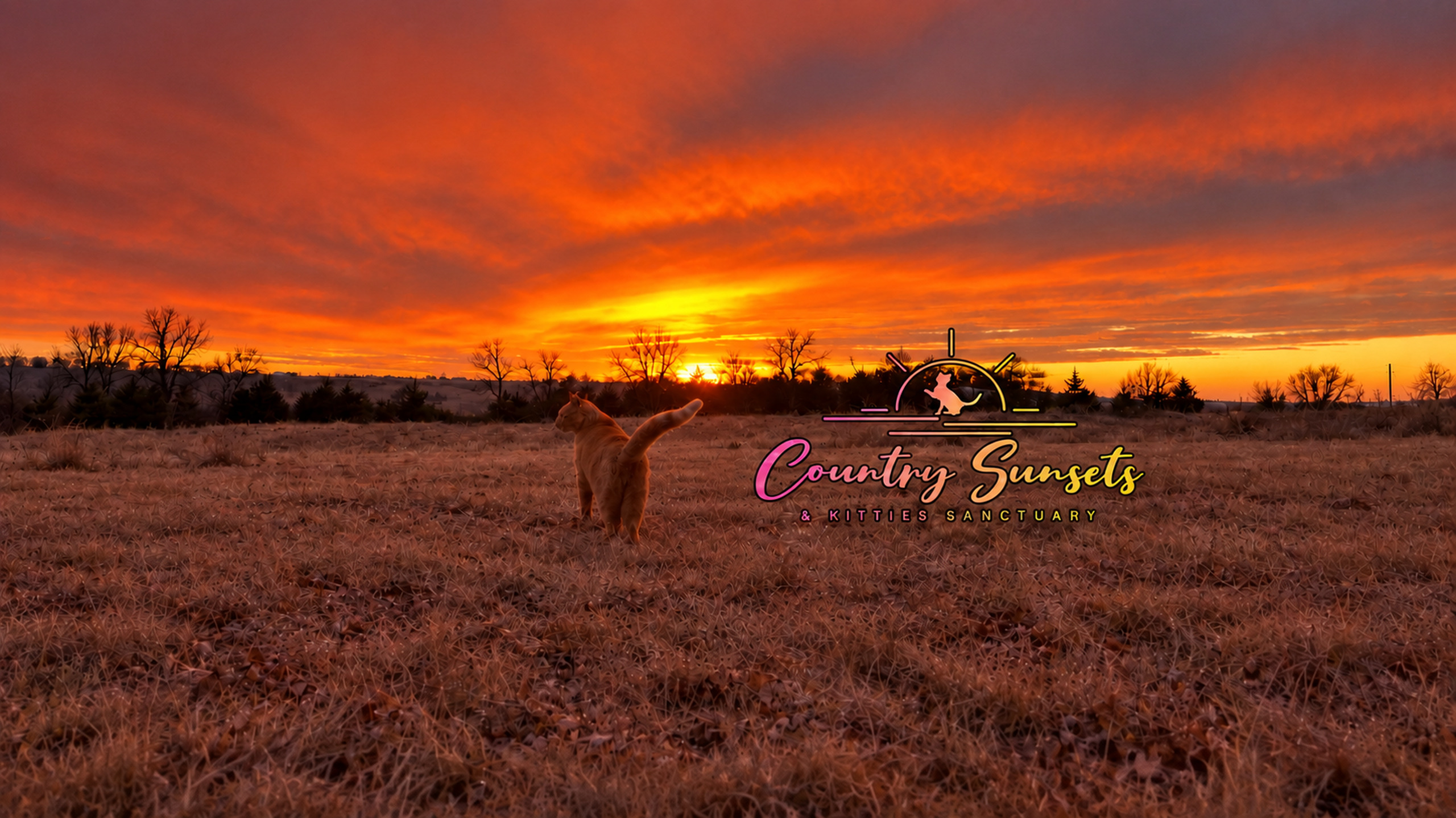 Rambo in a country field beneath a glowing Iowa sunset, with the Country Sunsets and Kitties Sanctuary logo