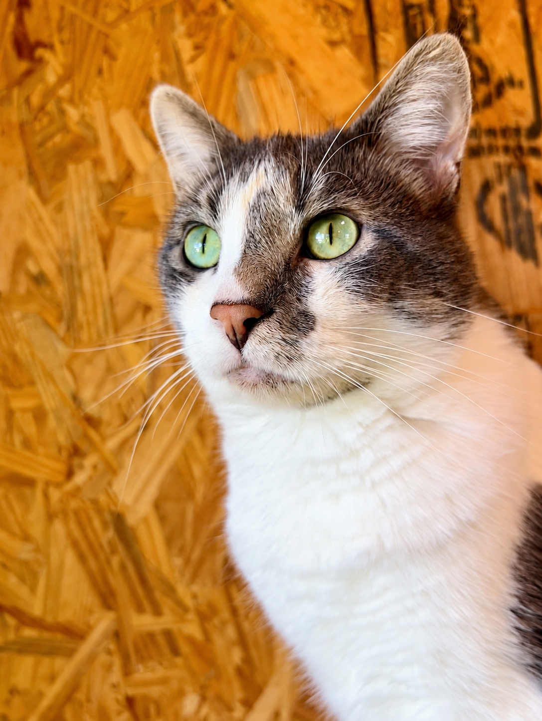 Sparky, a tabby-and-white cat with bright green eyes, looking to the side
