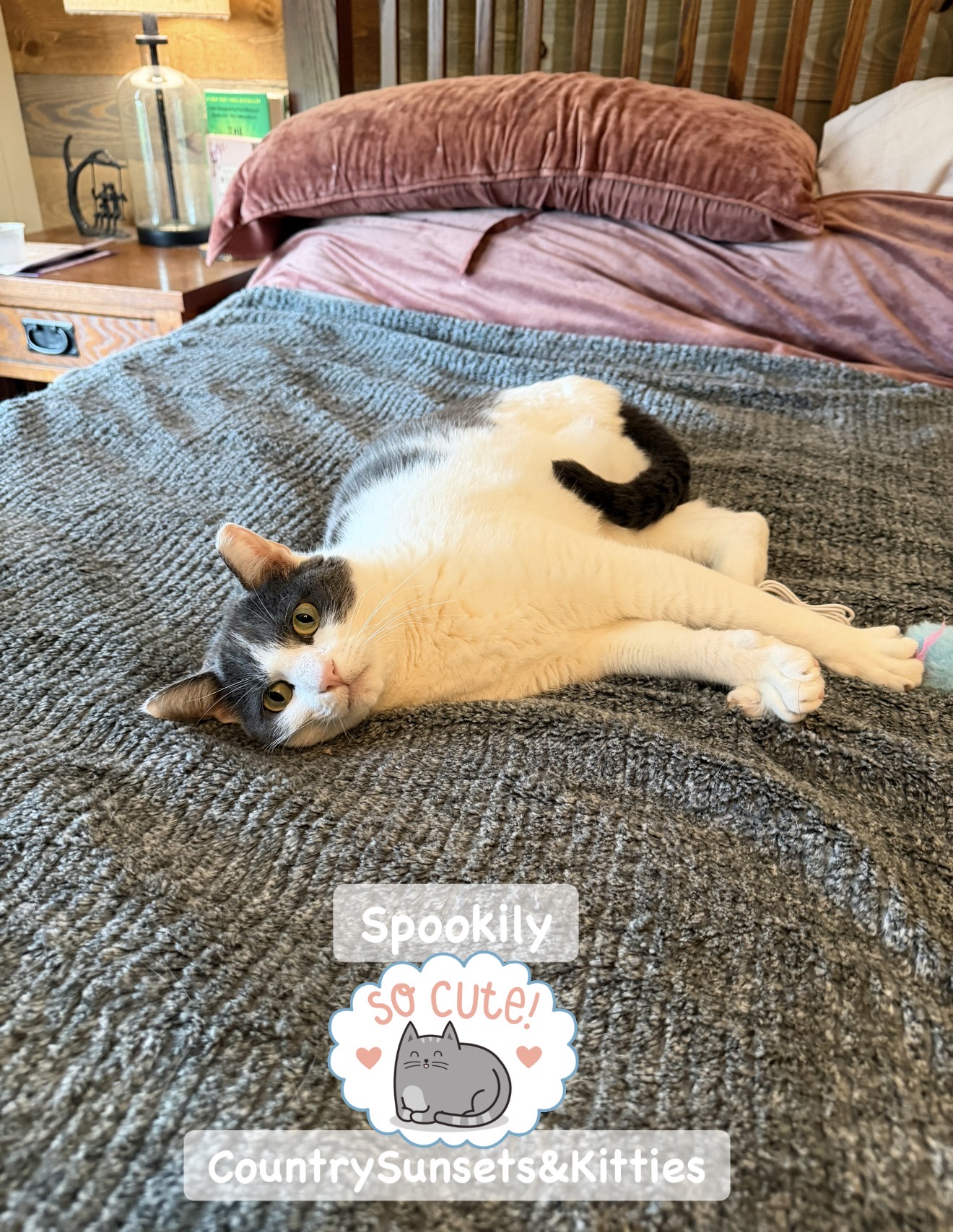 Spookily, a gray-and-white cat, stretching out on a cozy gray blanket
