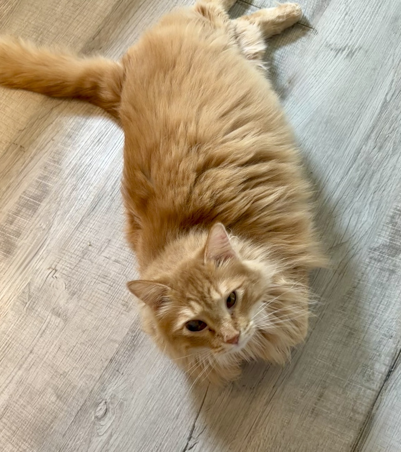 Stevie, our fluffy orange kitty, relaxing on the floor