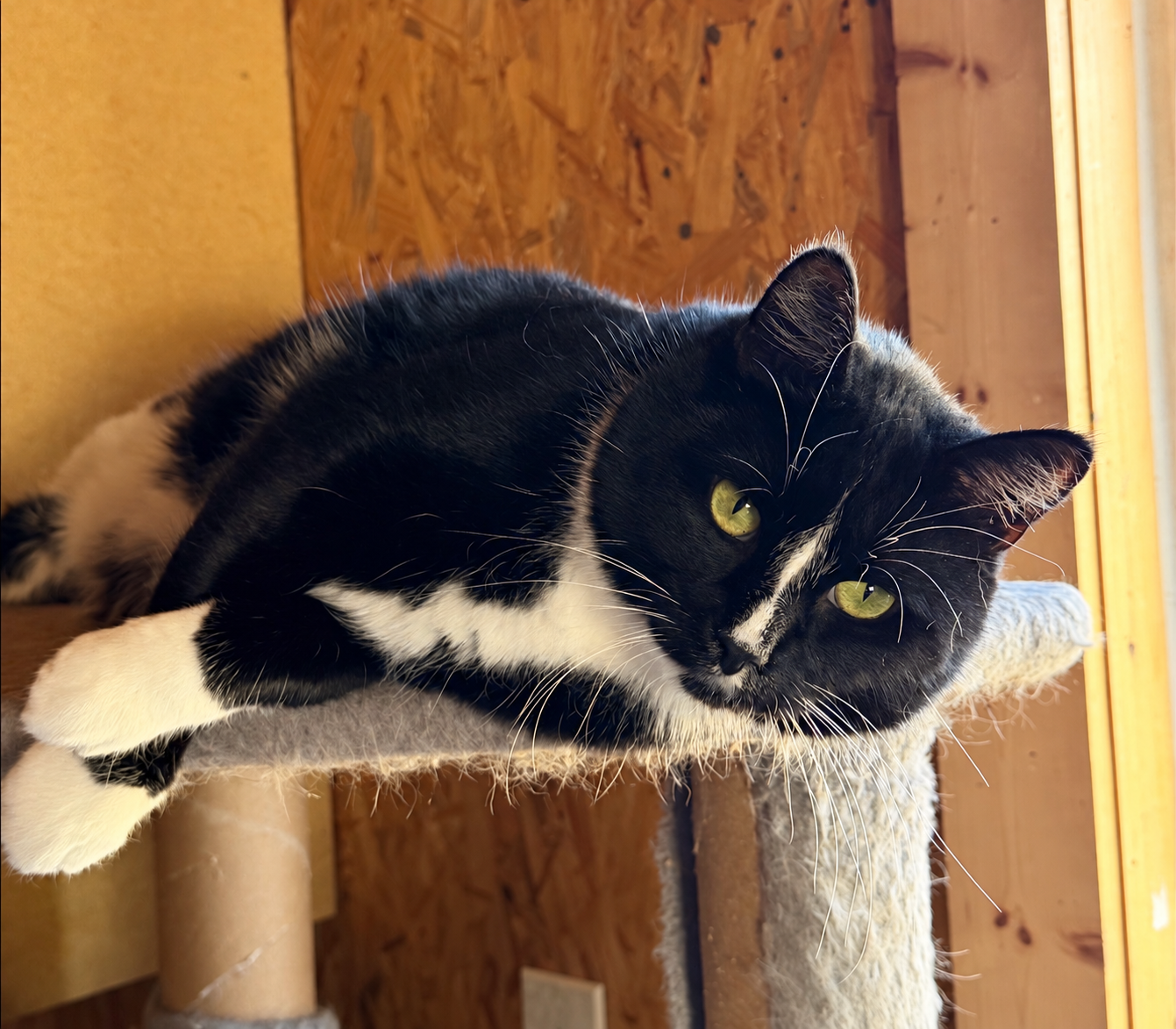Sylvester, a black-and-white cat with green eyes, relaxing on a cat tree with his paws hanging over the edge