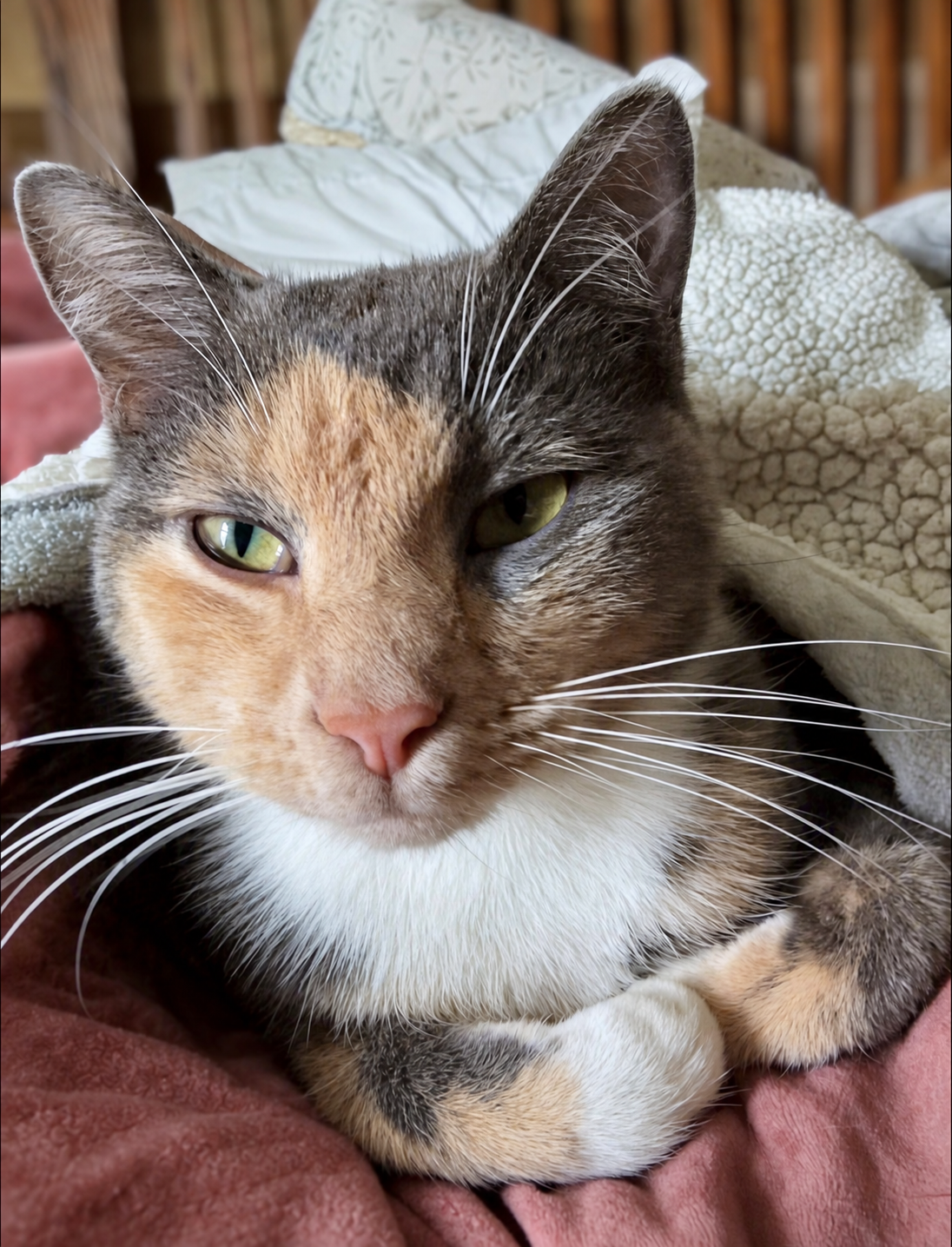 Matilda, also known as Tilli, a calico cat resting on a blanket