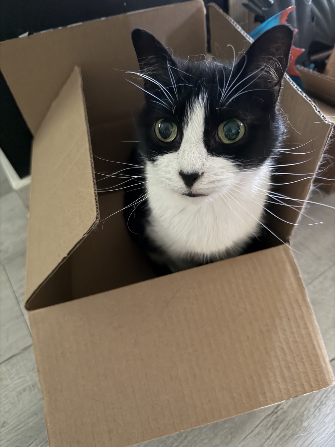 Toph, a black-and-white cat, sitting in a cardboard box