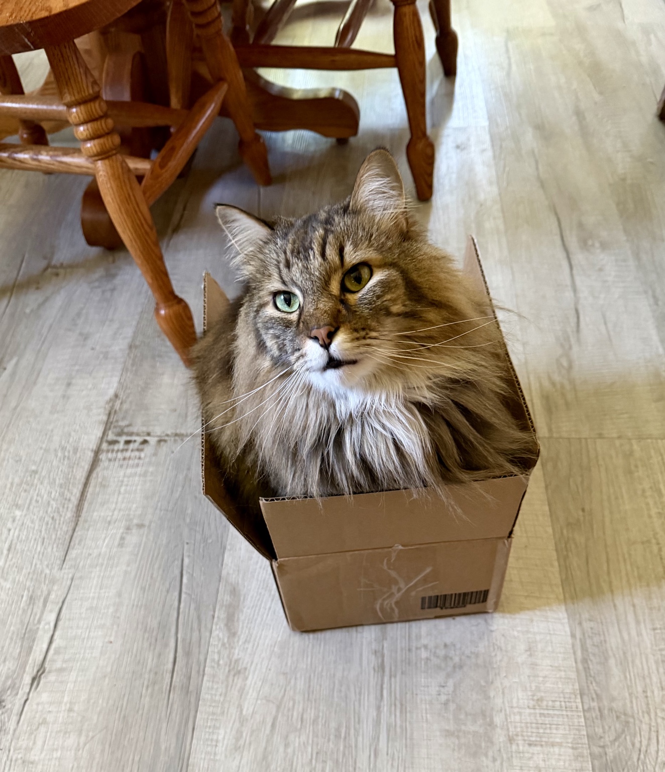 Tyke, our long-haired tabby, sitting in a cardboard box