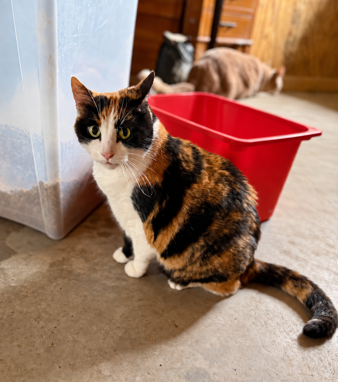 Zuri, a calico cat with green eyes and a curved tail, sitting in her home with a gently softened background